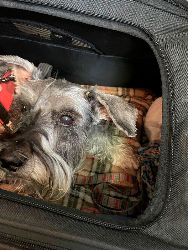 sistema de retención para perro pequeño para viajar en coche transportín rígido 