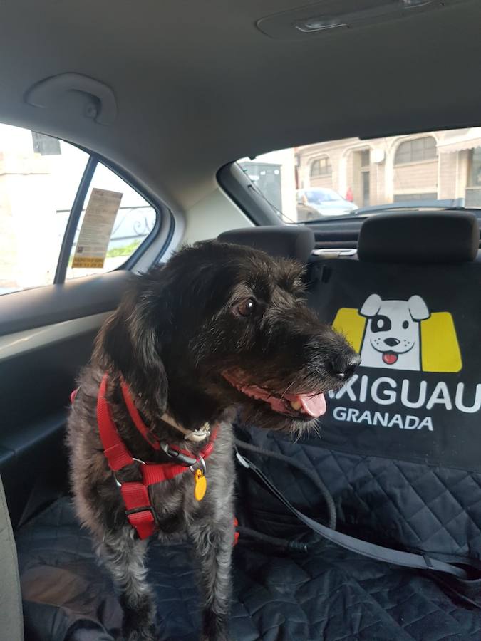 Taxiguau opiniones