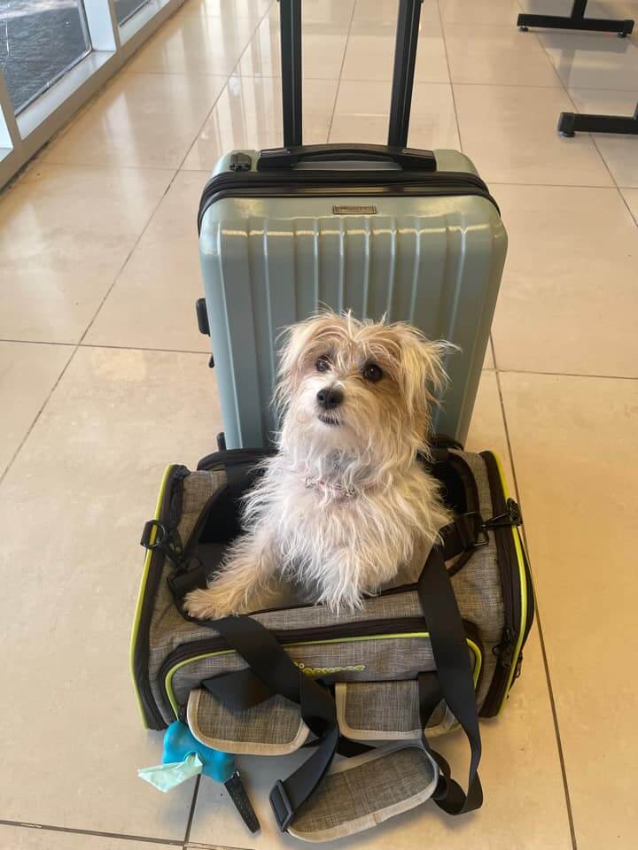 Mejores transportines para perros para viajar en cabina de avión