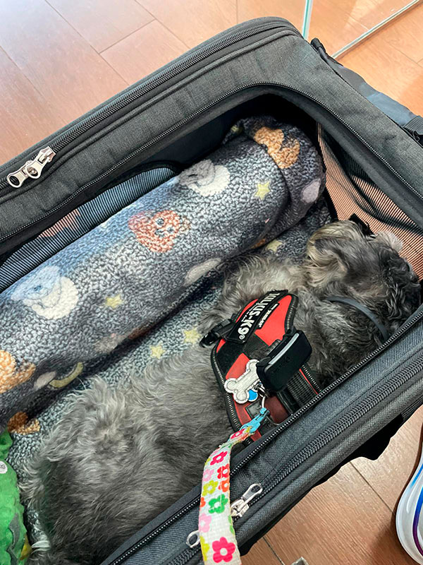 Perro dentro de transportín de viaje en la estación de trenes de Burgos