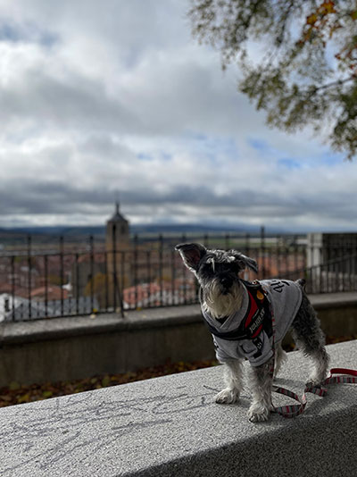 viajar-castilla-leon-perro