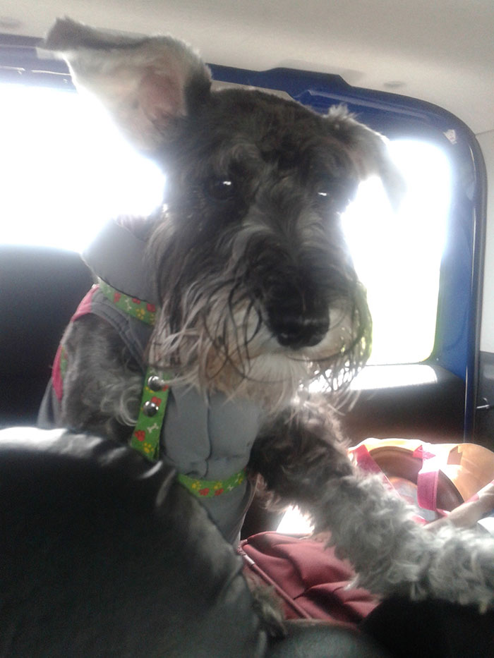 Viajar con perro en coche - normativa dgt España