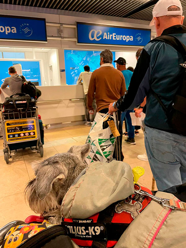 Perro en aeropuerto para viajar en avión desde España