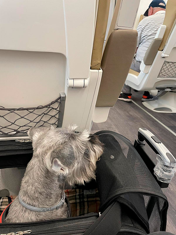 Perro menos de 10 kilos en transportín viajando por RENFE Perro menos de 10 kilos en transportín viajando por RENFE