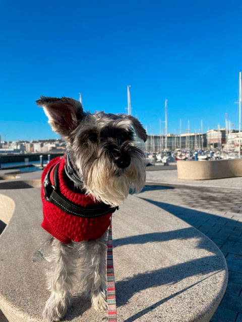 Viajar de Galicia con perro