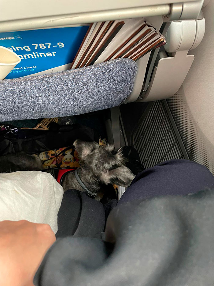 Perro en transportín volando en cabina de avión - Air Europa