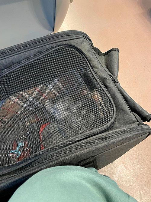 Perro pequeño dentro de transportín viajando en tren por Iryo Perro pequeño dentro de transportín viajando en tren por Iryo